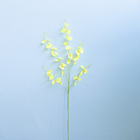 Kit C/ 6 Hastes De Orquídeas Chuva De Ouro | Formosinha